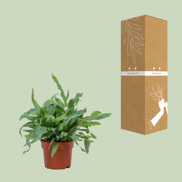 Goldtüpfelfarn ‚Blue Star' – Phlebodium aureum – Ansicht 5