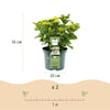 Bauernhortensie ‚Magical Noblesse' – Hydrangea macrophylla – Ansicht 3