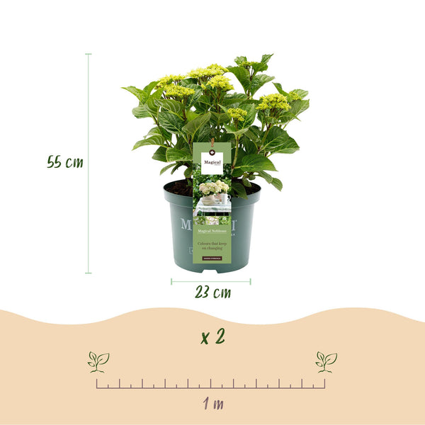 Bauernhortensie ‚Magical Noblesse' – Hydrangea macrophylla – Ansicht 3