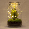 Flaschengarten-Set „Jar Christmas" – DIY-Terrarium im Glas