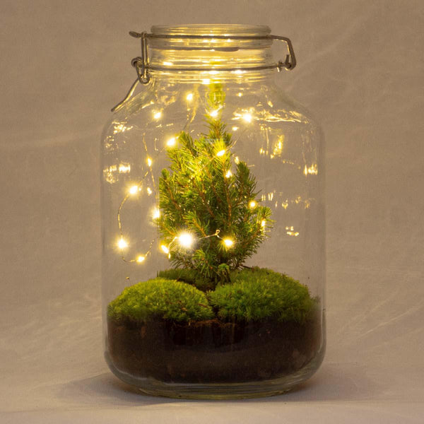 Flaschengarten-Set „Jar Christmas" – DIY-Terrarium im Glas