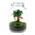 Flaschengarten-Set „Ficus Ginseng" – DIY-Terrarium mit Bonsai