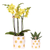 Pflanzen-Set „Smiley" – Orchidee ‚Albenga' mit Sukkulente
