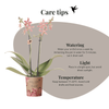 Schmetterlingsorchidee ‚Diamond Spider‘ – Phalaenopsis – Ansicht 14
