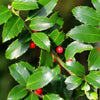 Stechpalme ‚Blue Maid' – Ilex meserveae – Ansicht 4