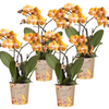Schmetterlingsorchidee ‚Las Vegas' – Phalaenopsis – 4 Stück