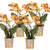 Schmetterlingsorchidee ‚Las Vegas' – Phalaenopsis – 4 Stück