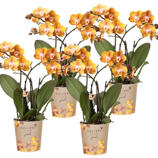 Schmetterlingsorchidee ‚Las Vegas' – Phalaenopsis – 4 Stück