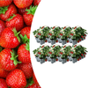 Erdbeere – Fragaria × ananassa