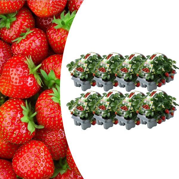 Erdbeere – Fragaria × ananassa