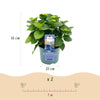 Bauernhortensie ‚Magical Revolution Blue' – Hydrangea macrophylla – Ansicht 3