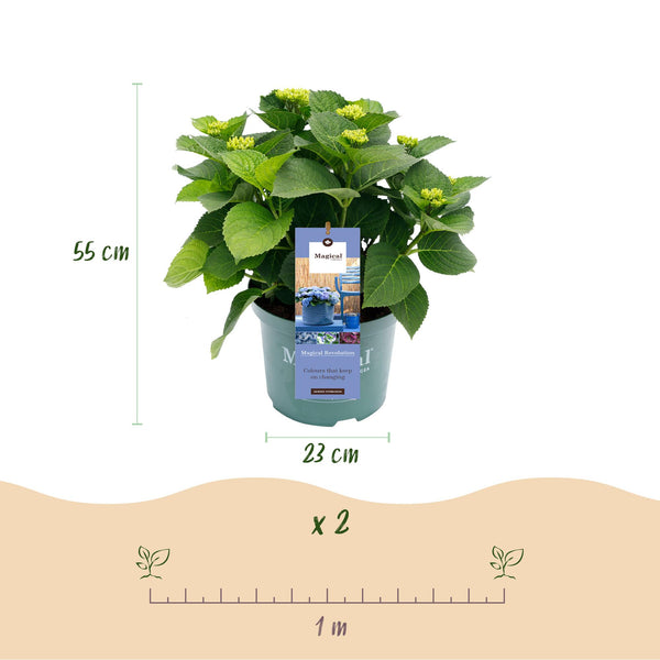 Bauernhortensie ‚Magical Revolution Blue' – Hydrangea macrophylla – Ansicht 3