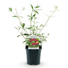 Schmetterlingsstrauch ‚Royal Red' – Buddleja davidii – Ansicht 4