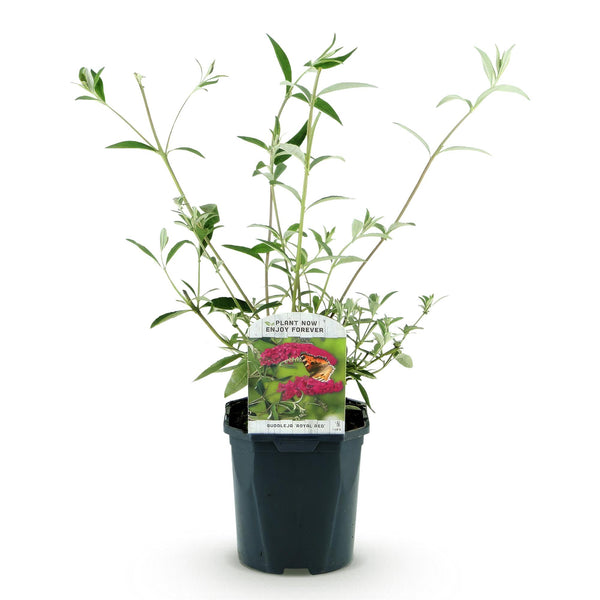 Schmetterlingsstrauch ‚Royal Red' – Buddleja davidii – Ansicht 4