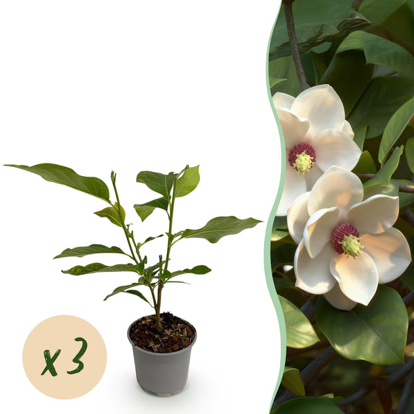 Sommer-Magnolie – Magnolia sieboldii