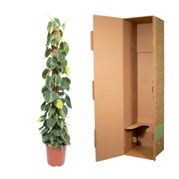 Baumfreund ‚Brasil' – Philodendron scandens – Ansicht 3