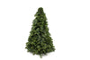Nobilis-Kranz – Abies procera