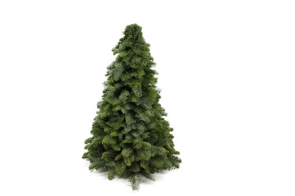 Nobilis-Kranz – Abies procera