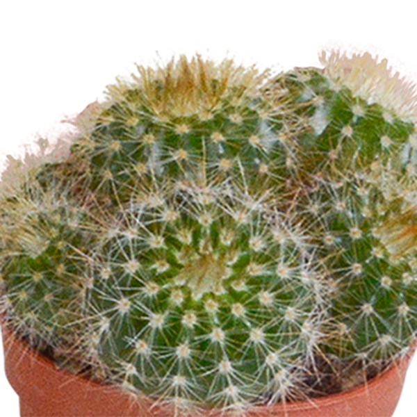 Kakteenmischung 5,5 cm - 5x - zonder pot