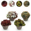 Hauswurz ‚Big Sam' – Sempervivum