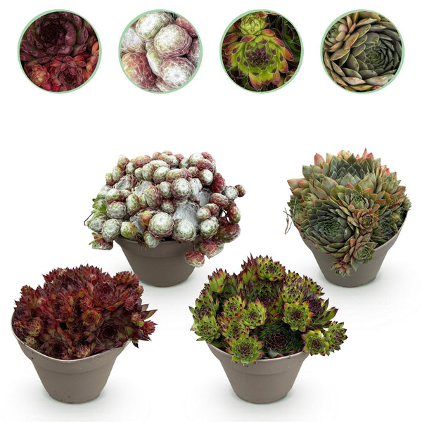 Hauswurz ‚Big Sam' – Sempervivum
