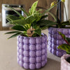 Philodendron ‚White Measure' – Ansicht 3