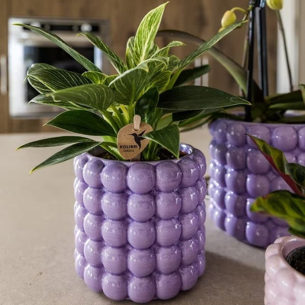Philodendron ‚White Measure' – Ansicht 3
