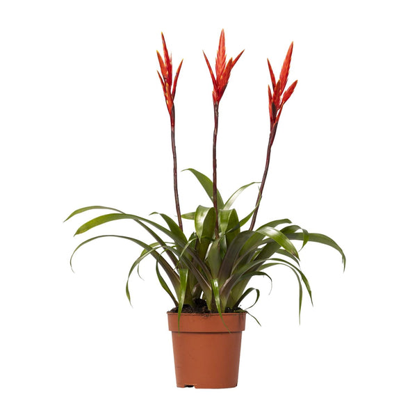 Flammendes Schwert ‚Elan' – Vriesea – Ansicht 5