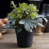 Lenzrose ‚Silver Dollar' – Helleborus sternii – Ansicht 5