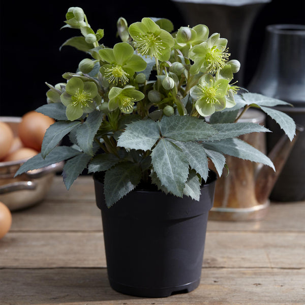 Lenzrose ‚Silver Dollar' – Helleborus sternii – Ansicht 5
