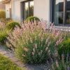 Lavendel ‚Rosea' – Lavandula angustifolia – Ansicht 6