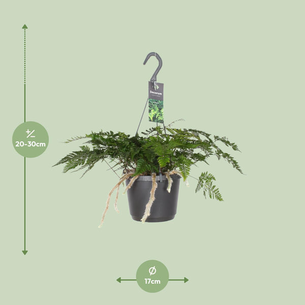 Hasenpfotenfarn – Davallia bullata – Ansicht 2