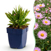 Kissen-Aster ‚Wood's Pink' – Aster dumosus