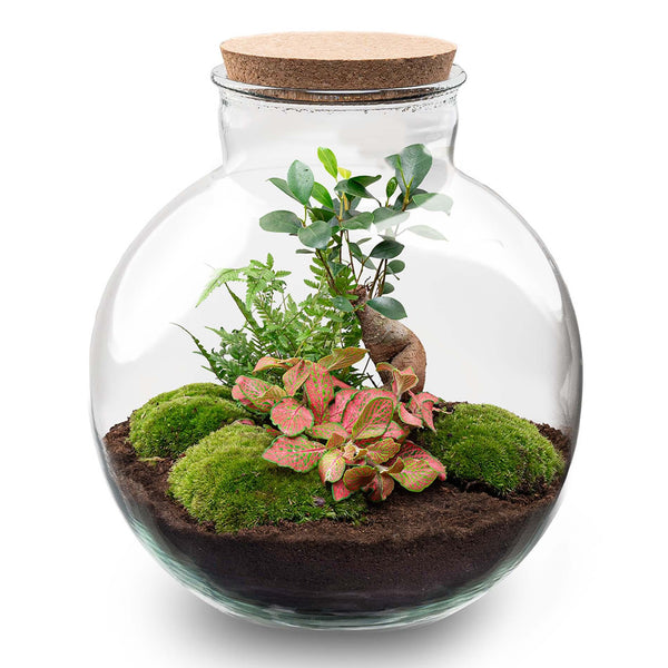 Flaschengarten-Set „Bolder Bob" – Bonsai im Glas – Ansicht 2