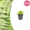 Gewöhnlicher Wurmfarn – Dryopteris filix-mas
