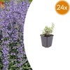 Katzenminze ‚Grol' – Nepeta
