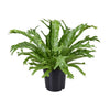 Nestfarn ‚Crissie' – Asplenium nidus – Ø 17 cm · 40 cm