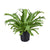 Nestfarn ‚Crissie' – Asplenium nidus – Ø 17 cm · 40 cm