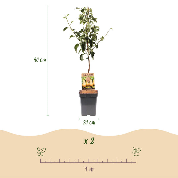 Birnbaum ‚Conference' – Pyrus communis – Ansicht 3
