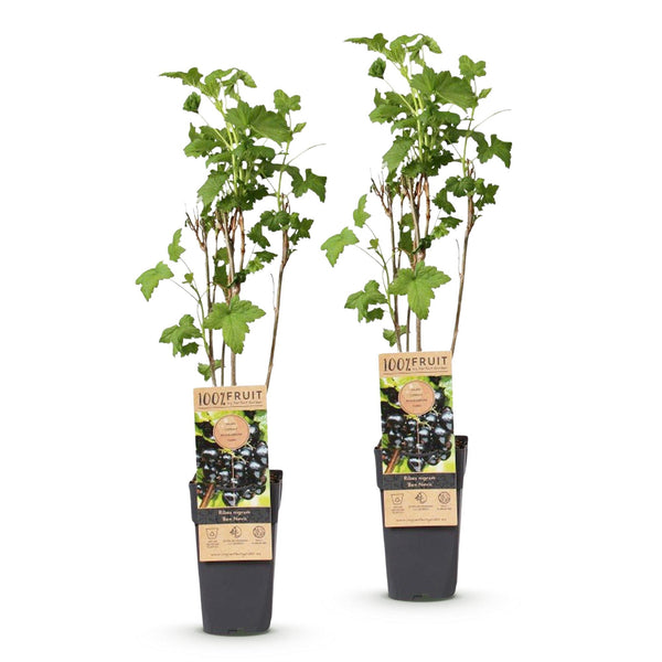 Schwarze Johannisbeere ‚Ben Nevis' – Ribes nigrum – Ansicht 2