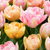 Tulpe ‚Peaches & Kisses' – Tulipa – 12 Stück