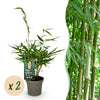 Schirmbambus ‚Pingwu' – Fargesia robusta – Ø 14 cm · 35 cm, 2 Stück