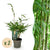 Schirmbambus ‚Pingwu' – Fargesia robusta – Ø 14 cm · 35 cm, 2 Stück