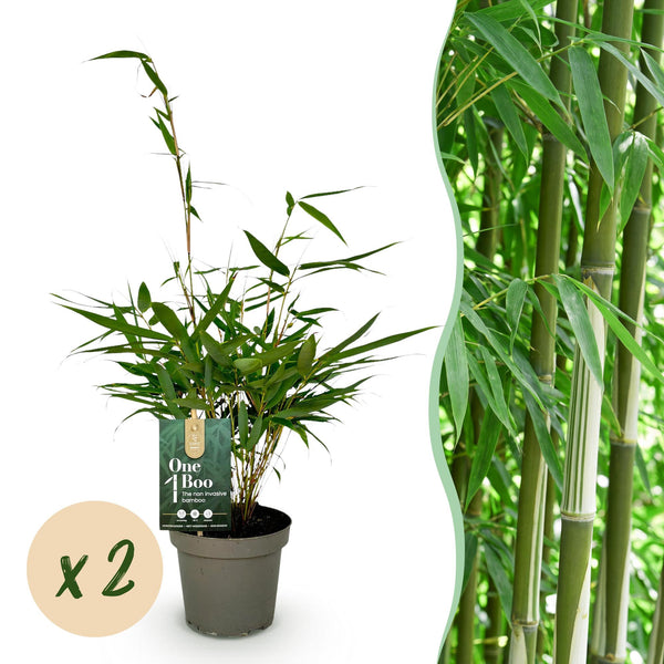 Schirmbambus ‚Pingwu' – Fargesia robusta – Ø 14 cm · 35 cm, 2 Stück