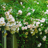 Kletterrose ‚New Dawn' – Rosa – Ansicht 5