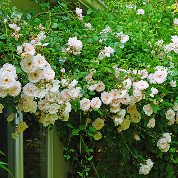 Kletterrose ‚New Dawn' – Rosa – Ansicht 5