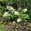 Rispenhortensie ‚Wims Red' – Hydrangea paniculata – Ansicht 5