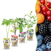 Beerenobst-Set „Regenbogen" – Johannisbeere, Himbeere, Brombeere, Heidelbeere