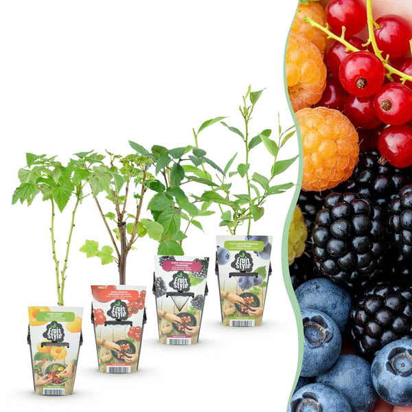 Beerenobst-Set „Regenbogen" – Johannisbeere, Himbeere, Brombeere, Heidelbeere