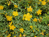 Johanniskraut ‚Peter Dummer' – Hypericum × dummeri – Ansicht 7